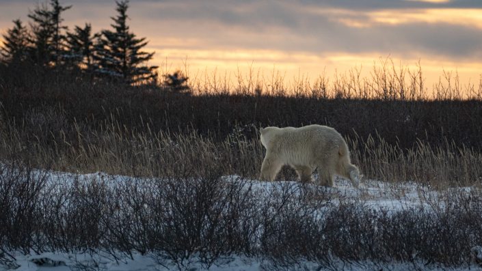 A young female polar bear walks off into the sunset, near Nanuk lodge, Hudson Bay, Canada