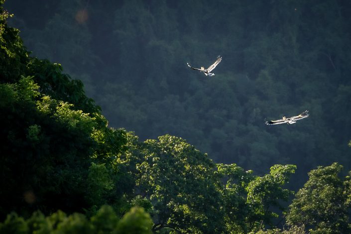 A pair of Great Hornbills cruise above the canopy, Khao Yai National Park, Thailand