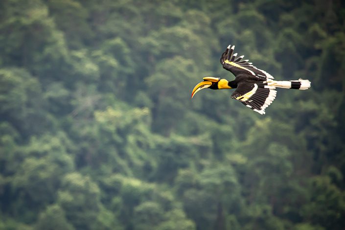 Whoosh...a male Great Hornbill glides by looking for fruiting trees, Khao Yai National Park, Thailand