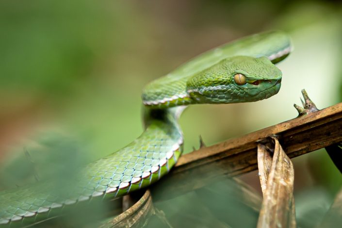 White Lipped Pit Viper, Khao Yai National Park, Thailand