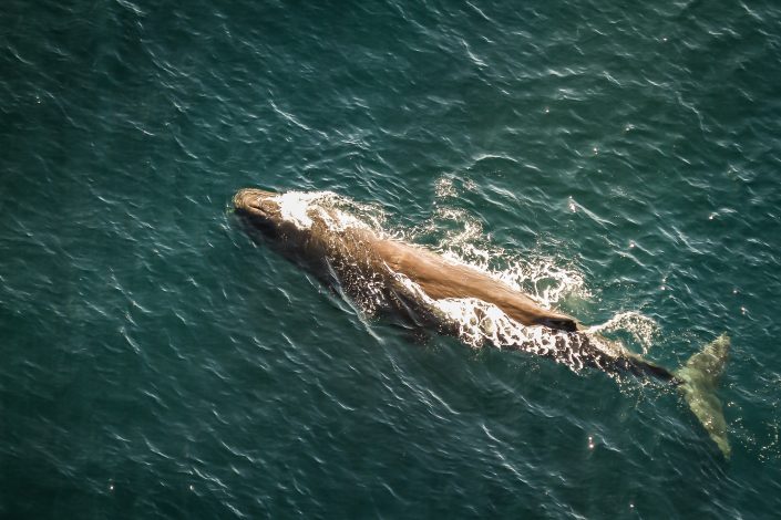 Sperm Whale catches its breath before another deep dive, Kaikura, New Zealand