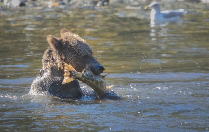 Grizzly Bear catches salmon, Great Bear Rainforest, British Columbia, Canada