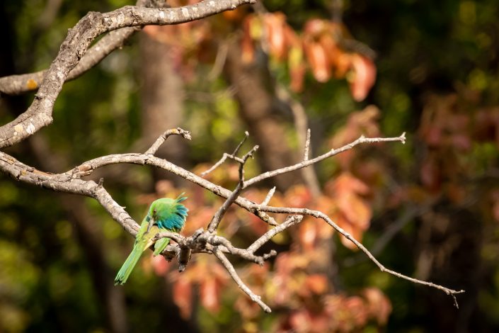 Blue-bearded Bee Eater, Bandhavgarh National Park, India