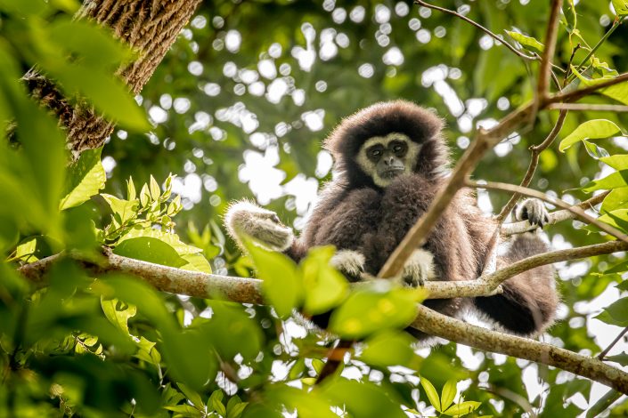 White Handed Gibbon, Khao Yai National Park, Thailand