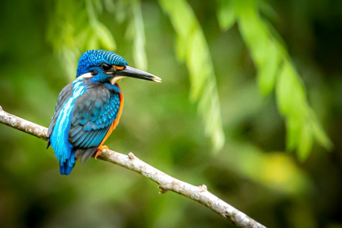 Blue-Eared Kingfisher, Khao Yai National Park, Thailand
