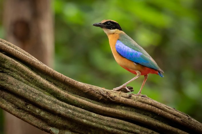 Blue Winged Pitta, Kaeng Krachen, Thailand