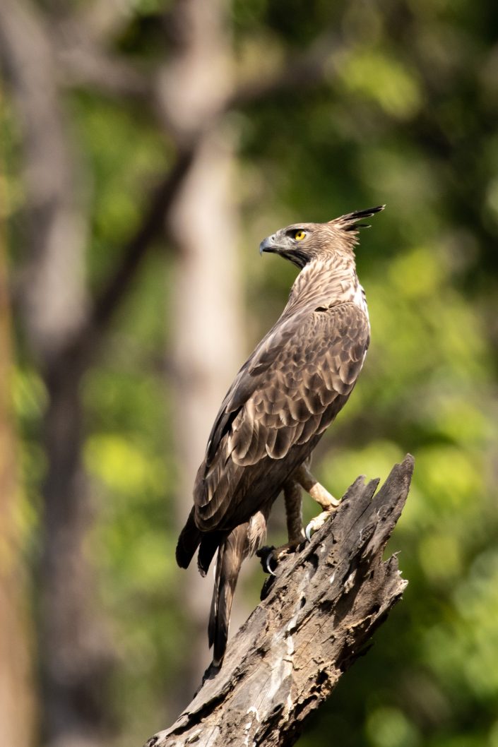 A crested hawk-eagle at Bandhavgarh National Park, India