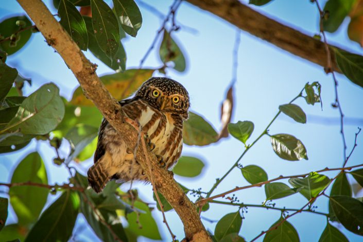 Asian Barred Owlet, Khao Yai National Park, Thailand