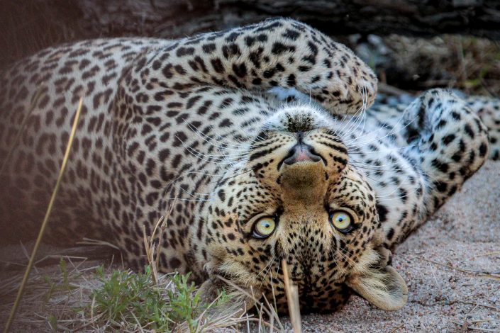 Leopard, Sabi Sands, Greater Kruger area, South Africa