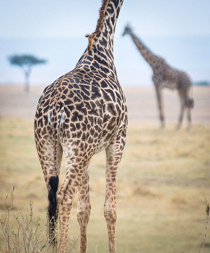 Giraffes, Masai Mara