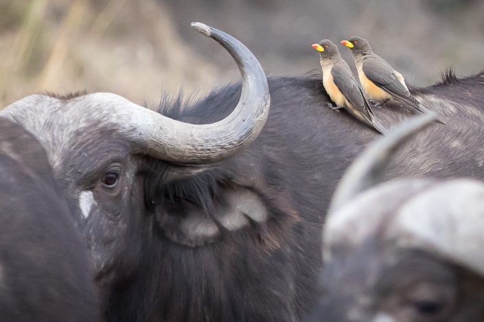 Yellow-billed Oxpeckers on Cape buffalo, Masai Mara, Kenya