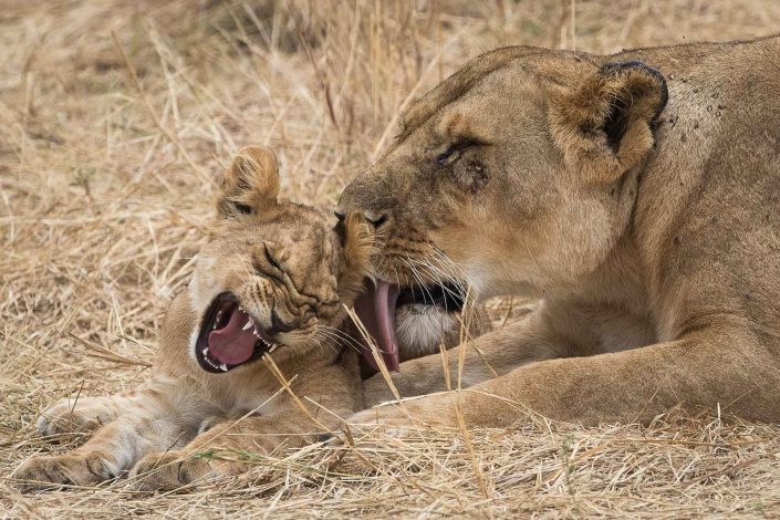 A mother cleans her cub, Masai Mara, Kenya