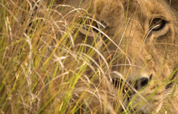 A lioness stares out from her cover, Masai Mara, Kenya