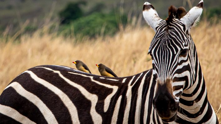 Yellow billed Oxpeckers on a Zebra, Masai Mara, Kenya