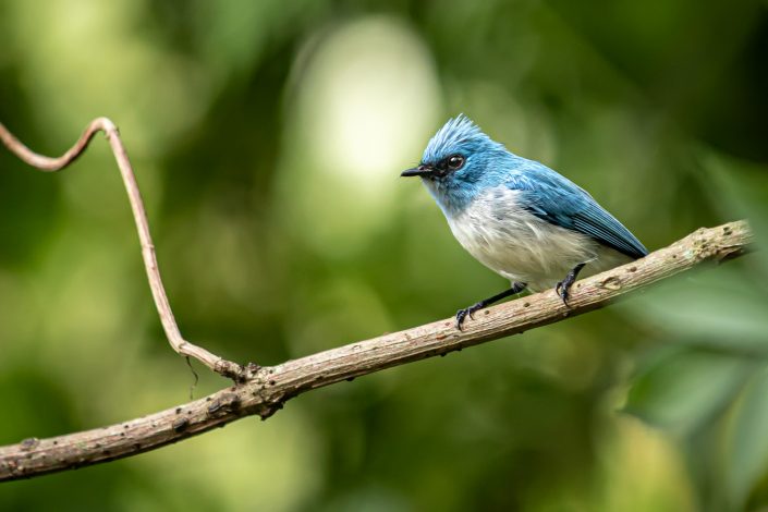 African Blue Flycatcher, Bwindi Impenetrable Forest National Park, Uganda