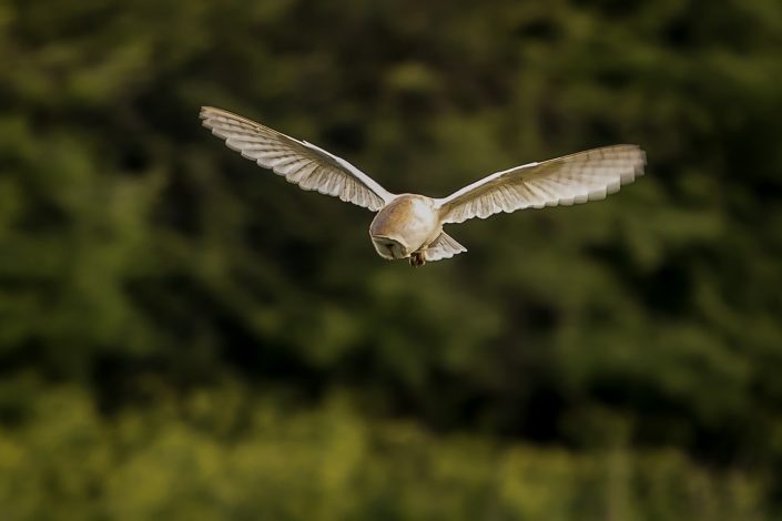 Barn Owl hovers while hunting at dusk, Peak District National Park, England