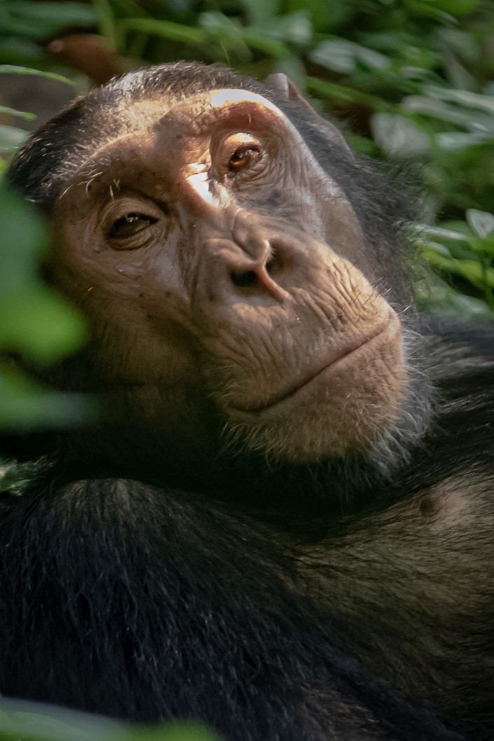 Chimpaneze, Kyambura Gorge, Queen Elizabeth National Park, Uganda