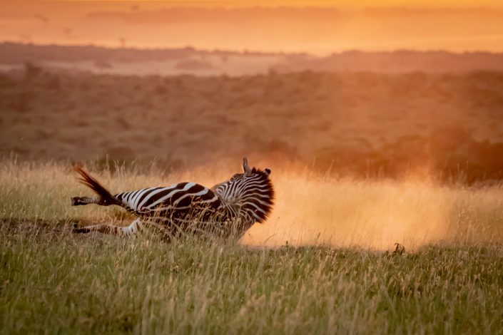 Zebra takes a sunset dust bath, Masai Mara, Kenya
