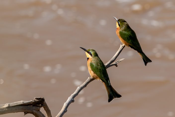 Little Bee-eaters, Masai Mara, Kenya