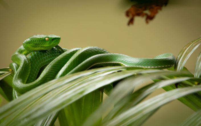 Mating White Lipped Pit Vipers, Khao Yai National Park