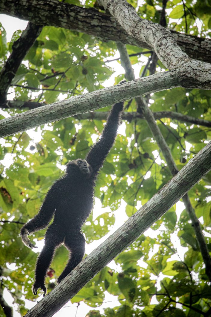 Pileated Gibbon, Khao Yai National Park, Thailand