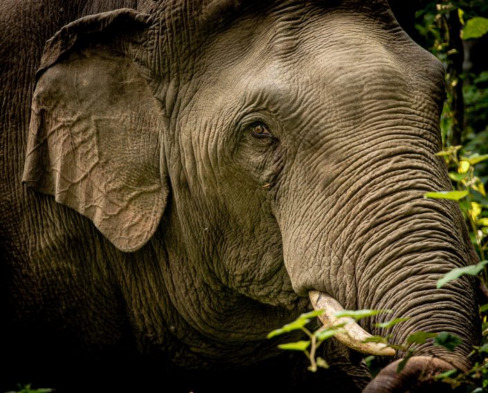 Asian Elephant, Khao Yai National Park