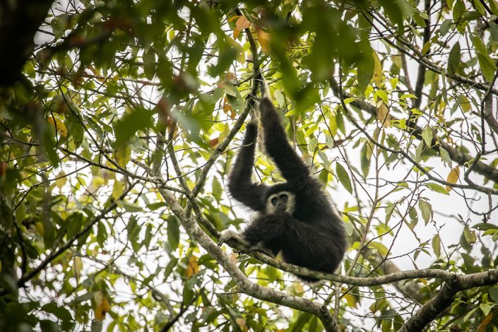 White Handed Gibbon, Khai Yai National Park