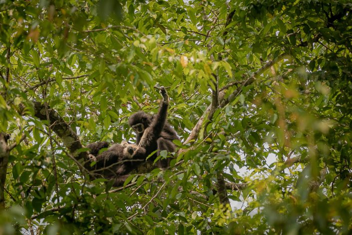 White-handed Gibbons grooming in the canopy