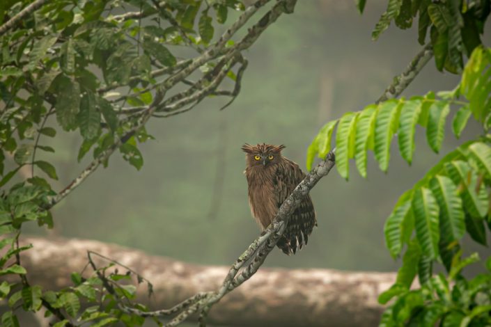 Buffy FIsh Owl, Khao Yai National Park