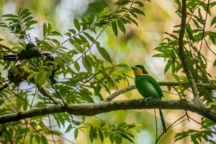 Long Tailed Broadbill, Kaeng Krachan National Park