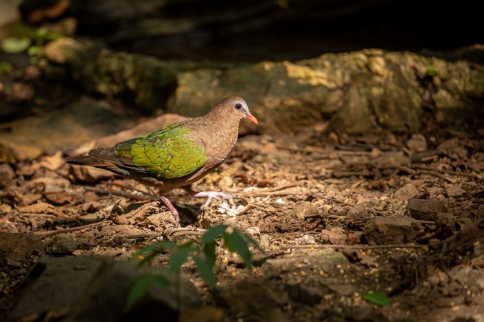 Emerald Dove on the forest floor