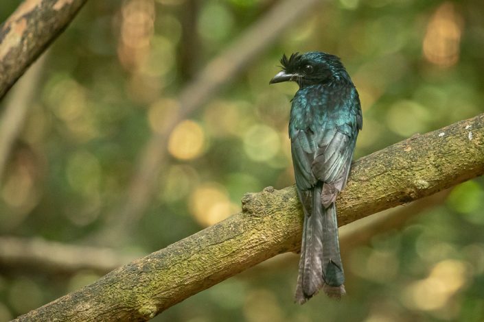 Greater Racket Tailed Drongo near Kaeng Krachan National Park.