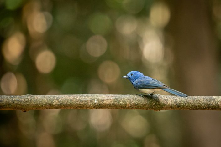 Black-naped Monarch, near Kaeng Krachan National Park