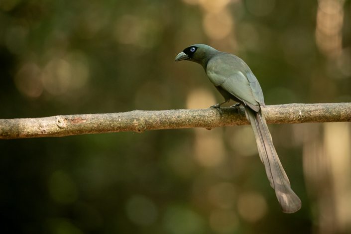 Racket-tailed Treepie, near Kaeng Krachan National Park