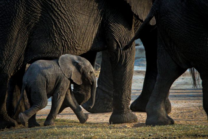 Baby Elephant walking within the family group