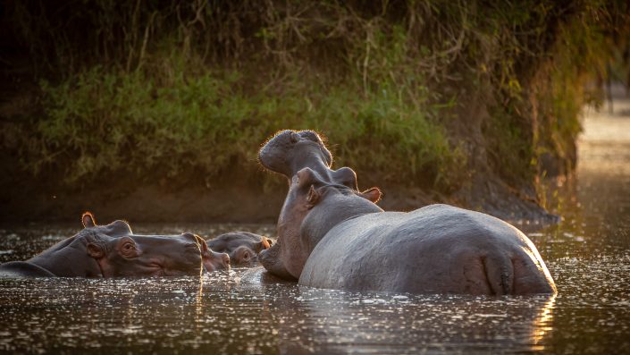 Hippos