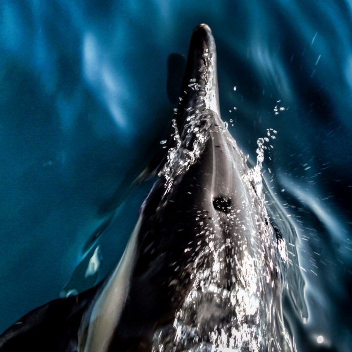 Common Dolphin,