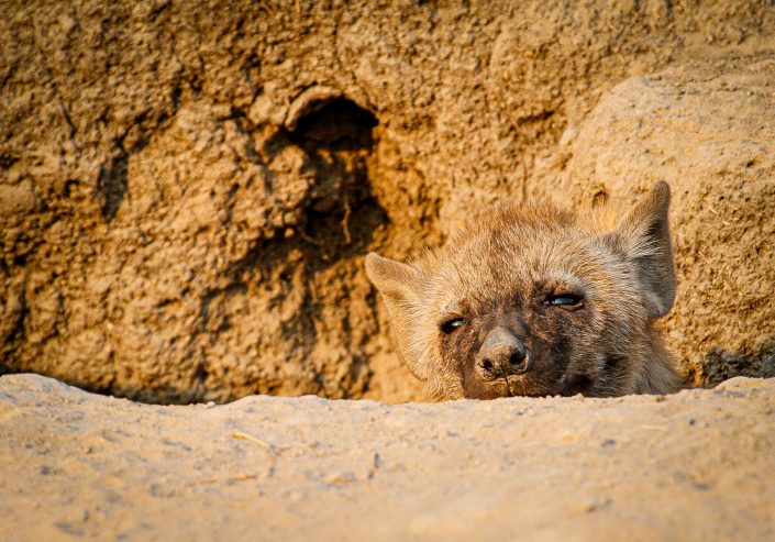 Juvenile Brown Hyena