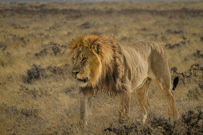 Male Lion
