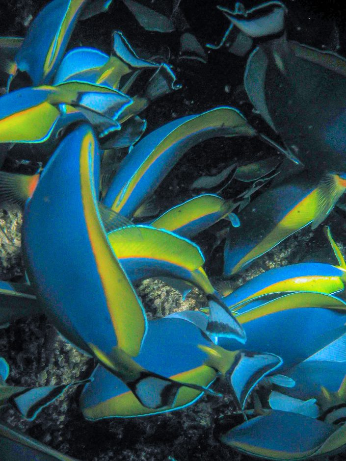 Blue Tangs