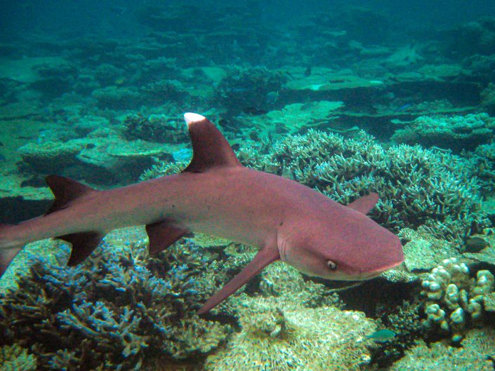 Whitetip Reefshark