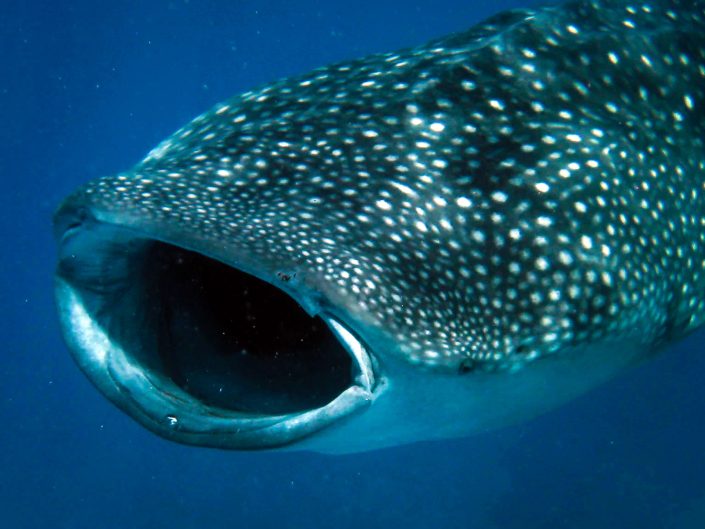 Whaleshark