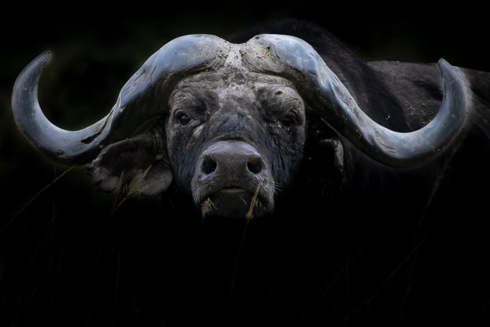 Cape Buffalo