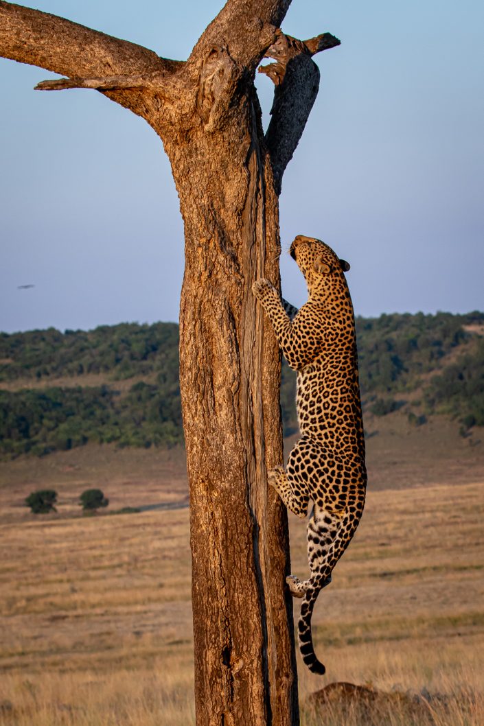 Leopard Climbs Tree