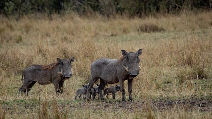 Warthog Family
