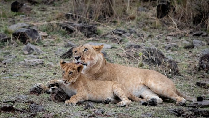 Lioness cleaning her cub