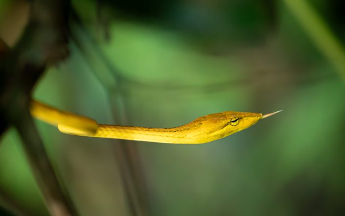 Oriental Whip Snake