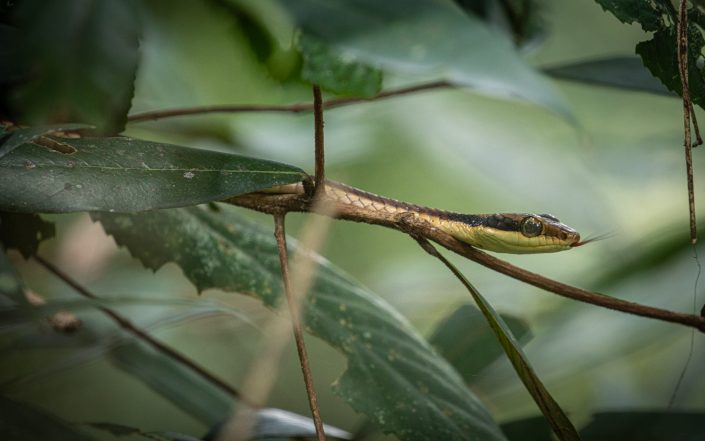 Painted Bronzeback snake