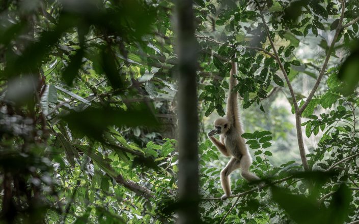 White Handed Gibbon - standing on branch