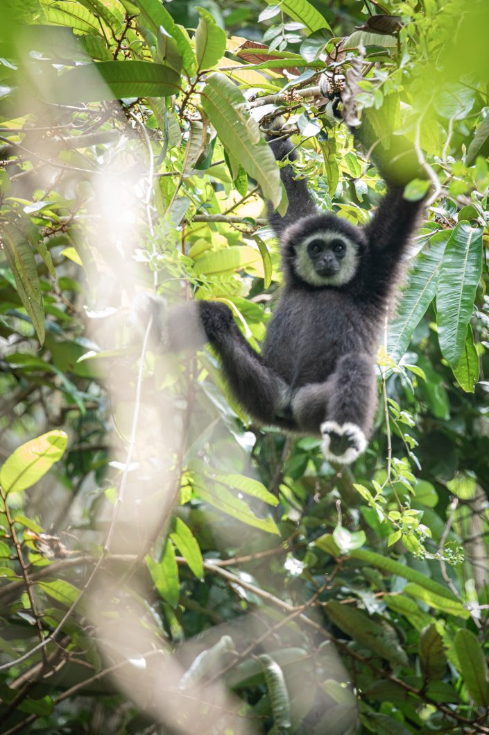 White Handed Gibbon